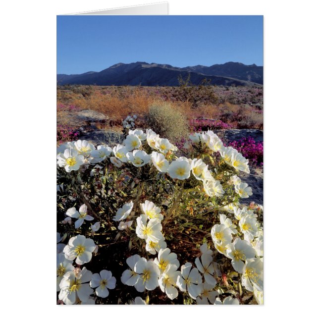 VS, Californië, Anza-Borrego DSP. Dune avond 2 (Voorkant)