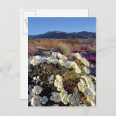VS, Californië, Anza-Borrego DSP. Dune avond 2 Briefkaart (Voorkant / Achterkant)