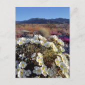 VS, Californië, Anza-Borrego DSP. Dune avond 2 Briefkaart (Voorkant)