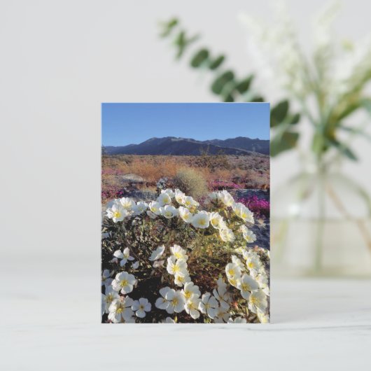 VS, Californië, Anza-Borrego DSP. Dune avond 2 Briefkaart (Staand voorkant)