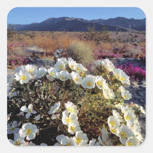 VS, Californië, Anza-Borrego DSP. Dune avond 2 Vierkante Sticker (Voorkant)