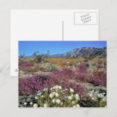 VS, Californië, Anza-Borrego DSP. Dune avond Briefkaart (Voorkant / Achterkant)