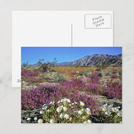 VS, Californië, Anza-Borrego DSP. Dune avond Briefkaart (Voorkant / Achterkant)