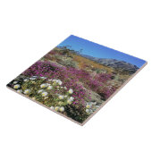 VS, Californië, Anza-Borrego DSP. Dune avond Tegeltje (Zijkant)