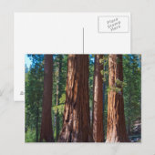 VS, Californië. Boomboomstammen, Mariposa Briefkaart (Voorkant / Achterkant)