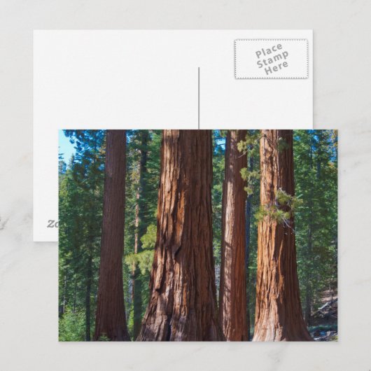 VS, Californië. Boomboomstammen, Mariposa Briefkaart (Voorkant / Achterkant)