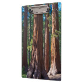 VS, Californië. Boomboomstammen, Mariposa Klembord (Links)