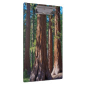 VS, Californië. Boomboomstammen, Mariposa Klembord (Rechts)