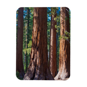 VS, Californië. Boomboomstammen, Mariposa Magneet