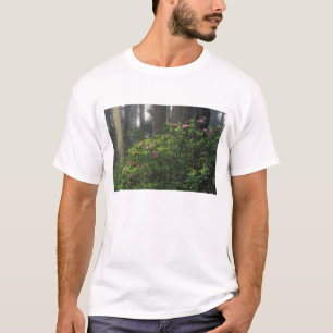 VS, Californië, Del Norte, Redwoods St. Park, T-shirt