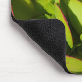 VS, Californië. Giant Lobelia Plant sluit af Muismat (Hoek)