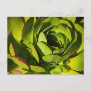 VS, Californië. Giant Lobelia Plant Sluiten Briefkaart