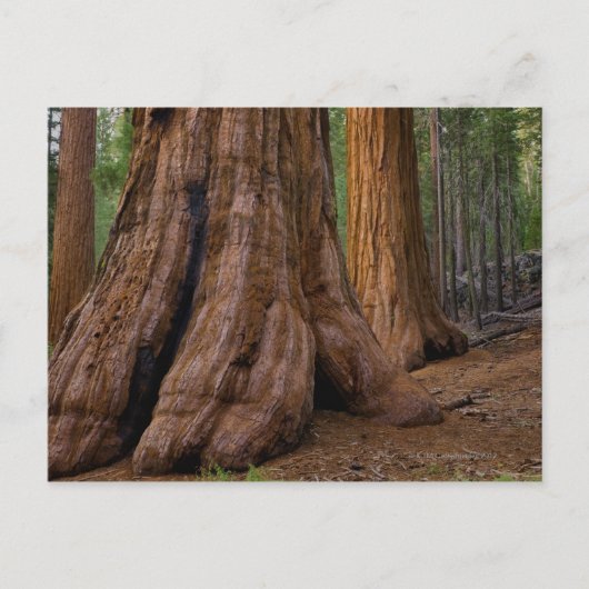 VS, Californië, Giant Sequoia-boom Briefkaart (Voorkant)