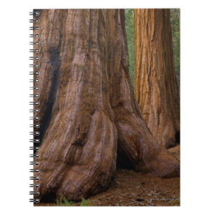 VS, Californië, Giant Sequoia-boom Notitieboek