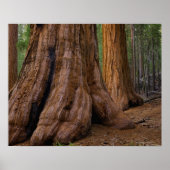 VS, Californië, Giant Sequoia-boom Poster (Voorkant)