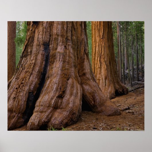 VS, Californië, Giant Sequoia-boom Poster (Voorkant)