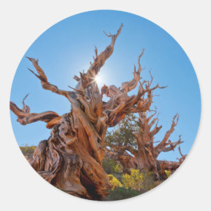 VS, Californië, Inyo National Forest 10 Ronde Sticker