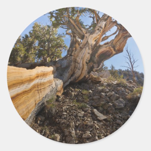 VS, Californië, Inyo National Forest 12 Ronde Sticker (Voorkant)