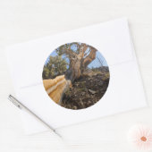 VS, Californië, Inyo National Forest 12 Ronde Sticker (Envelop)