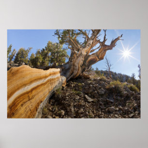 VS, Californië, Inyo National Forest 13 Poster
