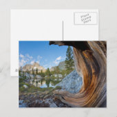 VS, Californië, Inyo National Forest. Oude pine Briefkaart (Voorkant / Achterkant)