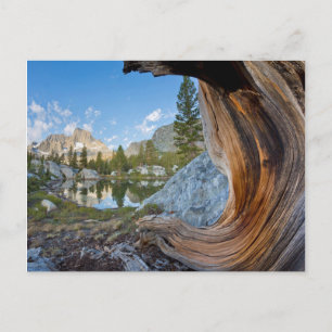 VS, Californië, Inyo National Forest. Oude pine Briefkaart