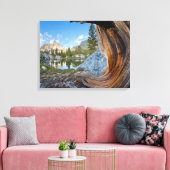 VS, Californië, Inyo National Forest. Oude pine Canvas Afdruk (Insitu (Woonkamer))