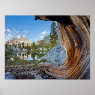 VS, Californië, Inyo National Forest. Oude pine Poster