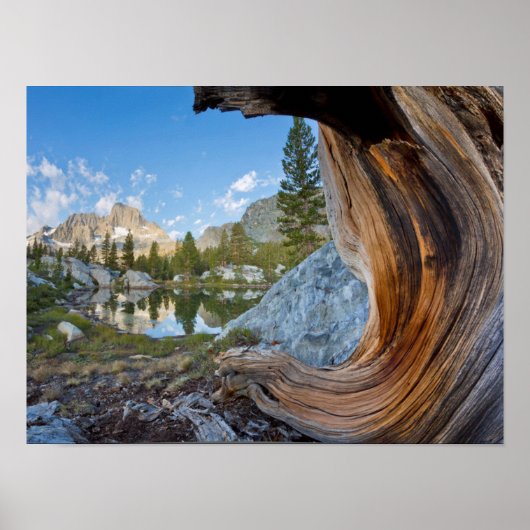 VS, Californië, Inyo National Forest. Oude pine Poster (Voorkant)