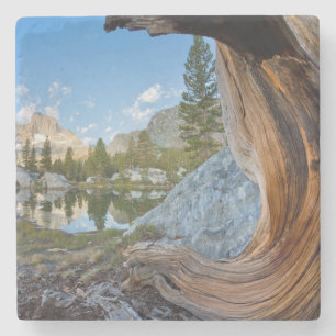 VS, Californië, Inyo National Forest. Oude pine Stenen Onderzetter