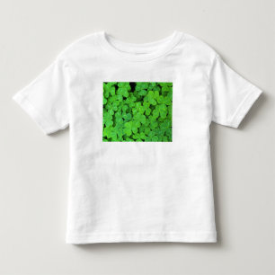 VS, Californië, Jedediah Smith Redwood SP. Kinder Shirts