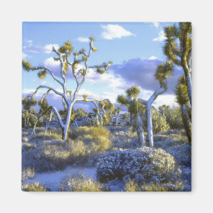 VS, Californië, Joshua Tree National Park. 2 Magneet