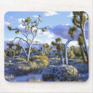 VS, Californië, Joshua Tree National Park. 2 Muismat