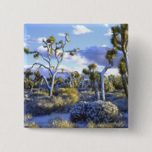 VS, Californië, Joshua Tree National Park. 2 Vierkante Button 5,1 Cm