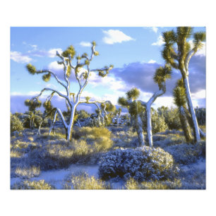 VS, Californië, Joshua Tree National Park. Foto Afdruk