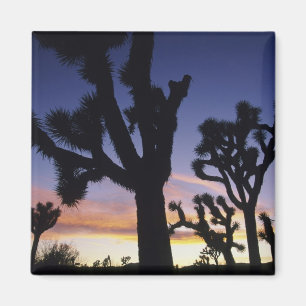 VS, Californië, Joshua Tree National Park, Magneet