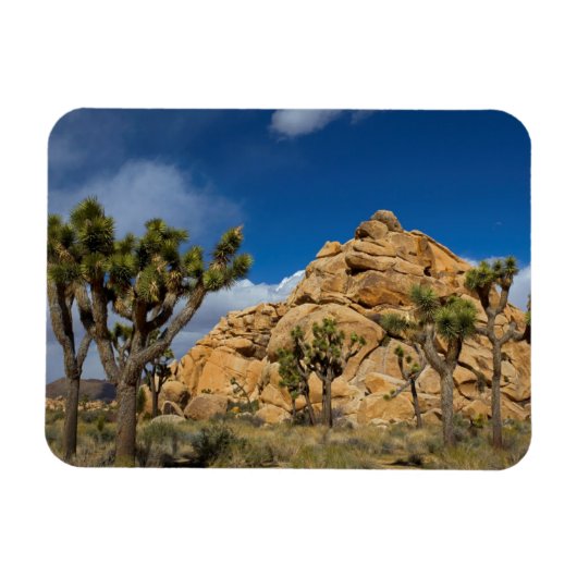 VS, Californië, Joshua Tree National Park Magneet (Horizontaal)