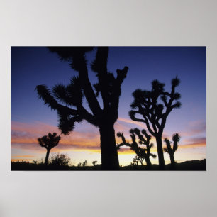 VS, Californië, Joshua Tree National Park, Poster