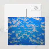 VS, Californië. kwallen in de Monterey Bay Briefkaart (Voorkant / Achterkant)