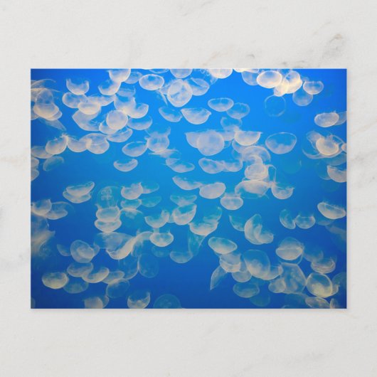 VS, Californië. kwallen in de Monterey Bay Briefkaart (Voorkant)