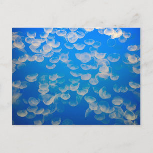 VS, Californië. kwallen in de Monterey Bay Briefkaart