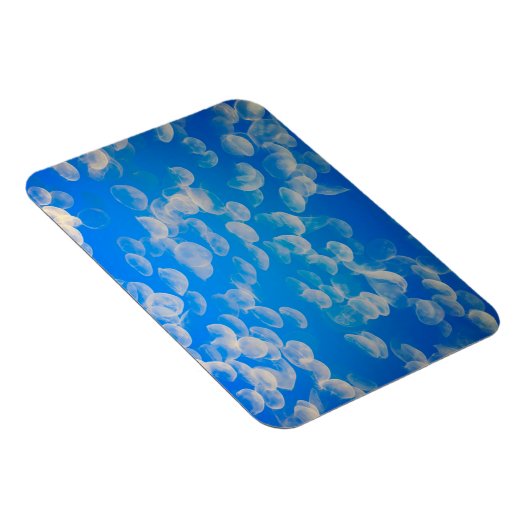 VS, Californië. kwallen in de Monterey Bay Magneet (Rechterzijde)