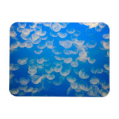 VS, Californië. kwallen in de Monterey Bay Magneet (Horizontaal)