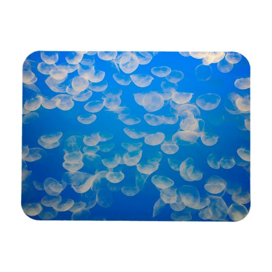 VS, Californië. kwallen in de Monterey Bay Magneet (Horizontaal)