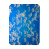 VS, Californië. kwallen in de Monterey Bay Magneet (Verticaal)