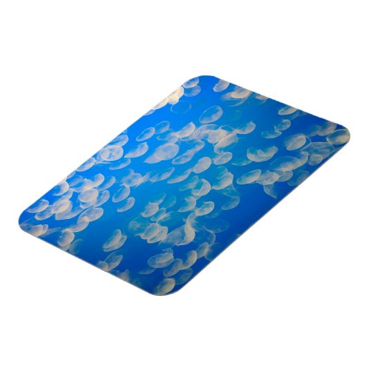 VS, Californië. kwallen in de Monterey Bay Magneet (Linkerzijde)