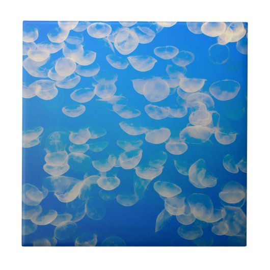 VS, Californië. kwallen in de Monterey Bay Tegeltje (Voorkant)