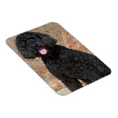 VS, Californië. Labradoodle Oppas Magneet (Rechterzijde)