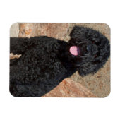VS, Californië. Labradoodle Oppas Magneet (Horizontaal)