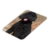 VS, Californië. Labradoodle Oppas Magneet (Linkerzijde)